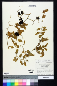 Smilax auriculata image