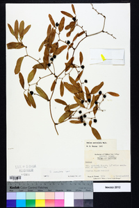 Smilax auriculata image