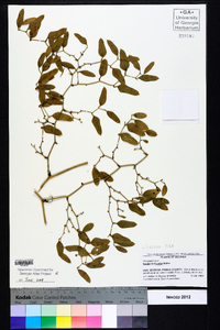 Smilax auriculata image