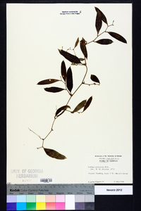 Smilax auriculata image