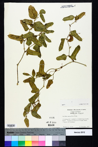 Smilax auriculata image