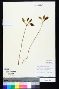 Smilax biltmoreana image