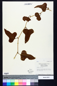 Smilax bona-nox image