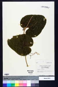 Smilax bona-nox image