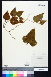 Smilax bona-nox image