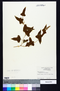 Smilax bona-nox image