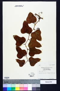 Smilax bona-nox image