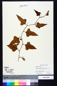 Smilax bona-nox image