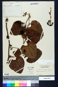 Smilax bona-nox image