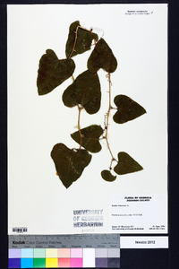 Smilax bona-nox image