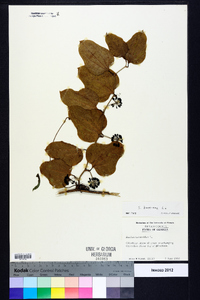 Smilax bona-nox image