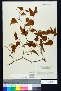 Smilax bona-nox image