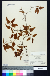 Smilax bona-nox image