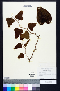 Smilax bona-nox image