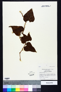 Smilax bona-nox image