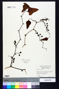 Smilax bona-nox image