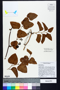 Smilax bona-nox image