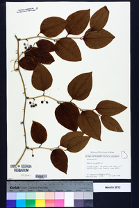 Smilax bona-nox image