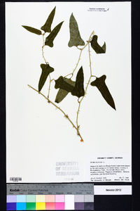 Smilax bona-nox image