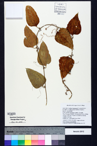 Smilax bona-nox image