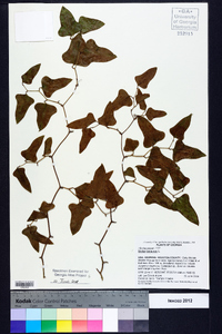 Smilax bona-nox image