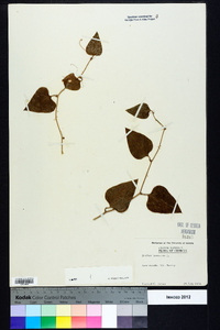 Smilax bona-nox image