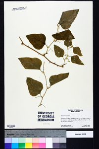 Smilax bona-nox image