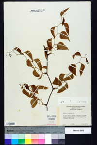 Smilax bona-nox image