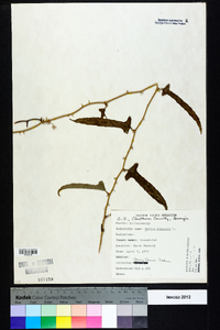 Smilax bona-nox image