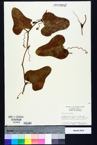 Smilax bona-nox image