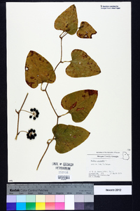 Smilax bona-nox image