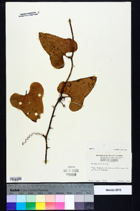 Smilax bona-nox image