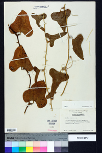 Smilax bona-nox image