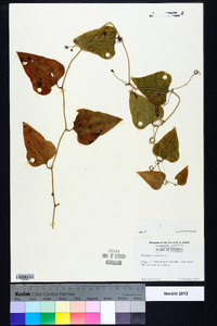 Smilax bona-nox image