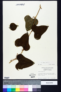 Smilax bona-nox image