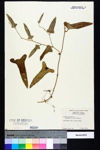 Smilax bona-nox image