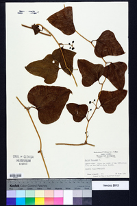 Smilax bona-nox image