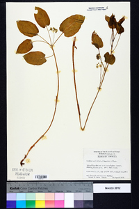 Smilax ecirrhata image