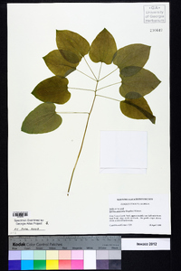 Smilax ecirrhata image