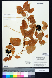 Smilax herbacea image