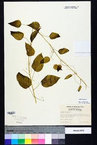 Smilax herbacea image