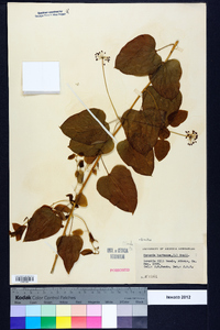 Smilax herbacea image