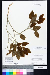 Smilax tamnoides image