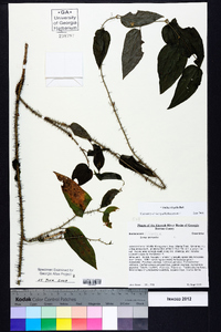 Smilax tamnoides image