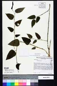 Smilax tamnoides image