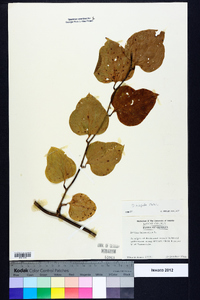 Smilax tamnoides image