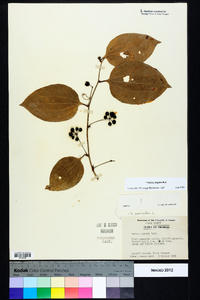 Smilax tamnoides image