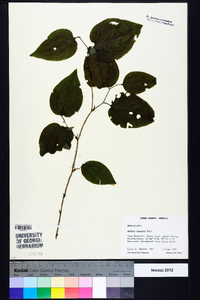 Smilax tamnoides image