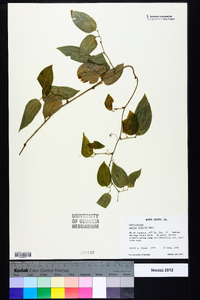 Smilax tamnoides image