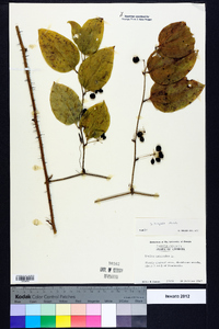 Smilax tamnoides image